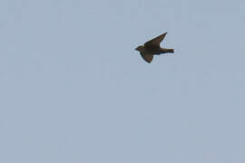 Red-throated Rock Martin