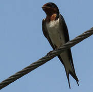 Red-chested Swallow