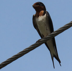 Hirondelle de Guinée