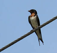 Red-chested Swallow