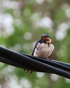 Red-chested Swallow