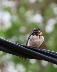 Hirondelle de Guinée