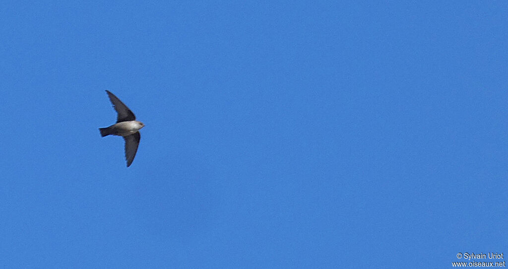 Eurasian Crag Martin