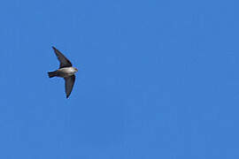 Eurasian Crag Martin