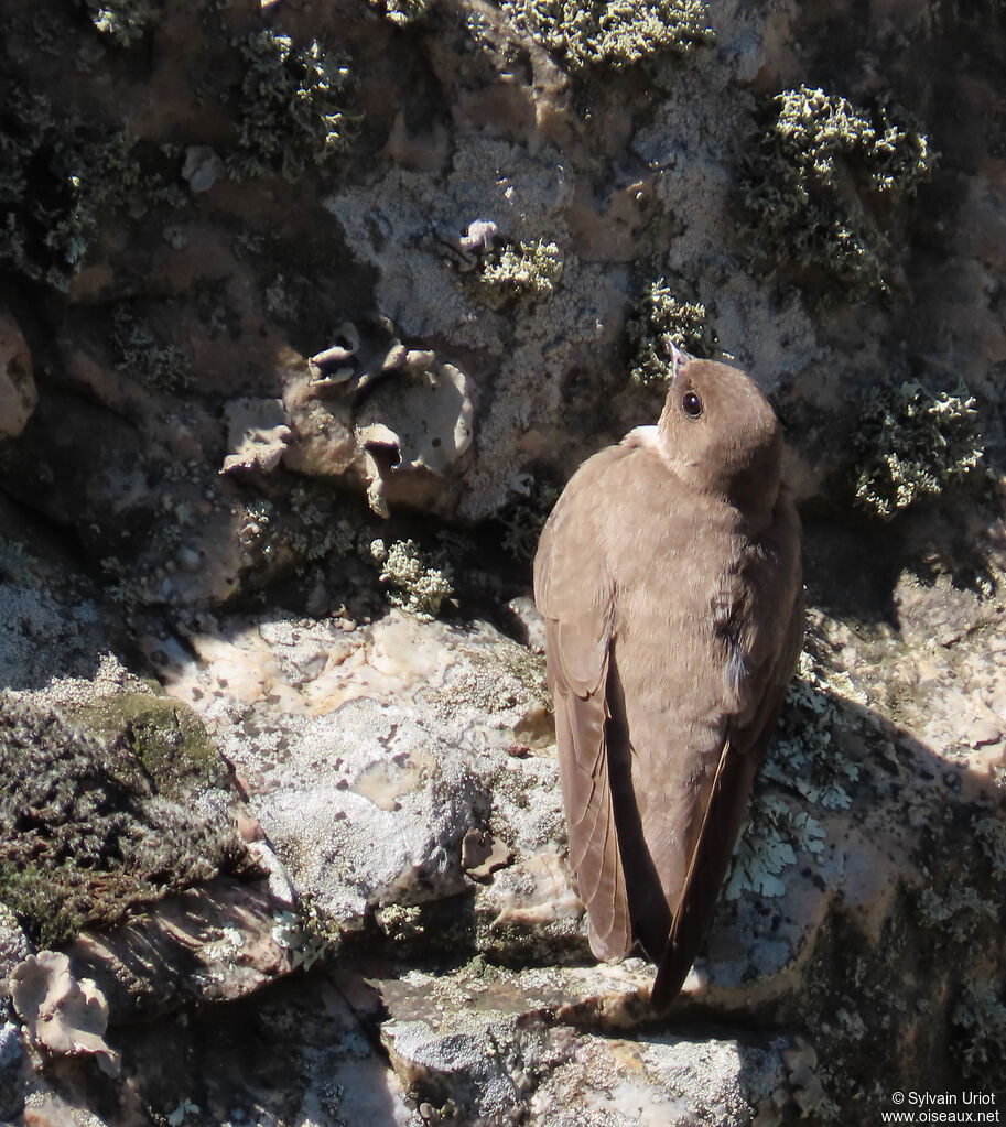Hirondelle de rochers adulte