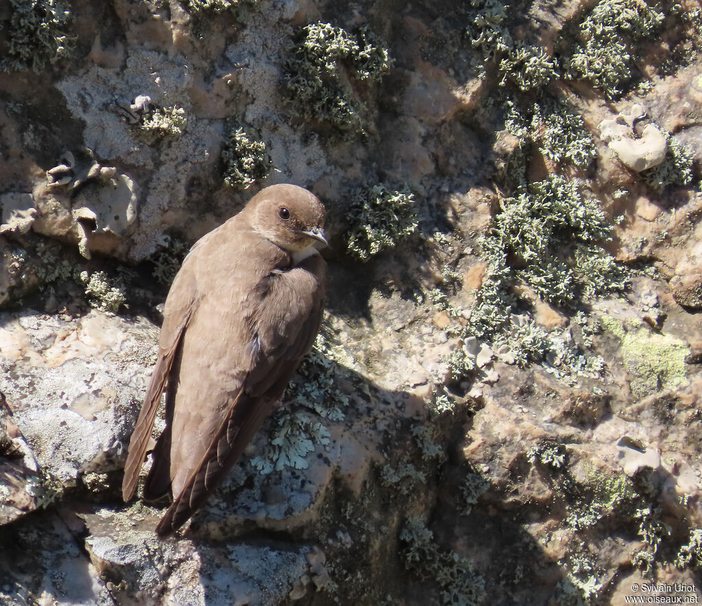 Hirondelle de rochers adulte