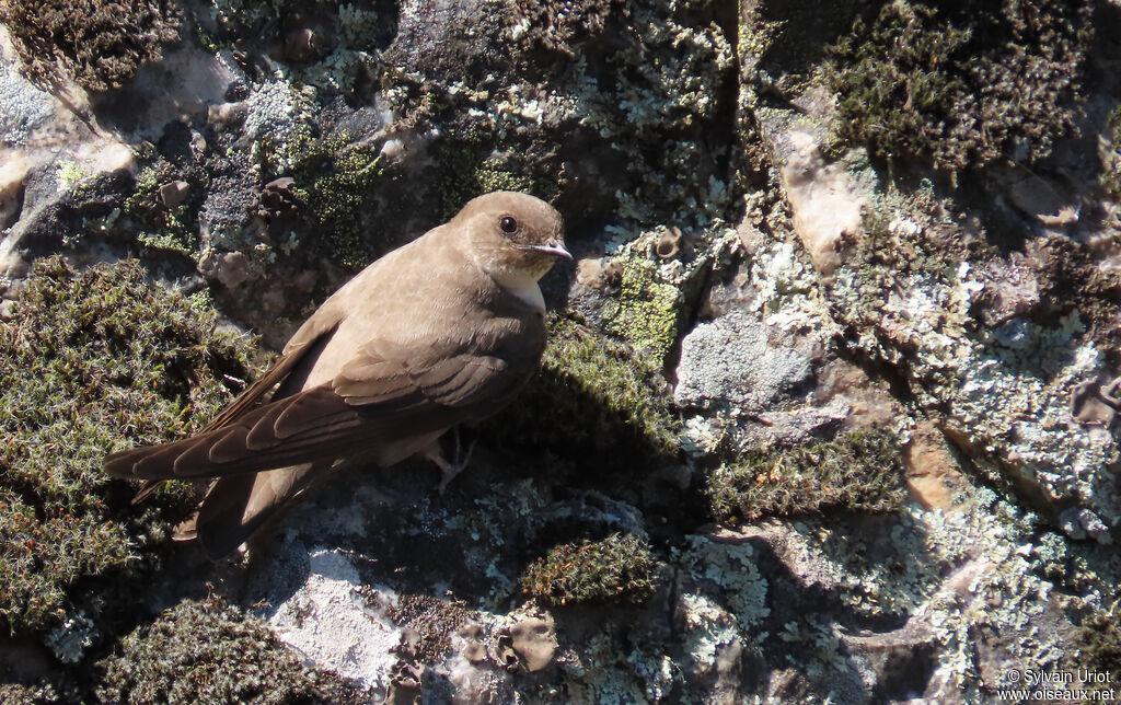 Hirondelle de rochers adulte