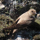 Hirondelle de rochers