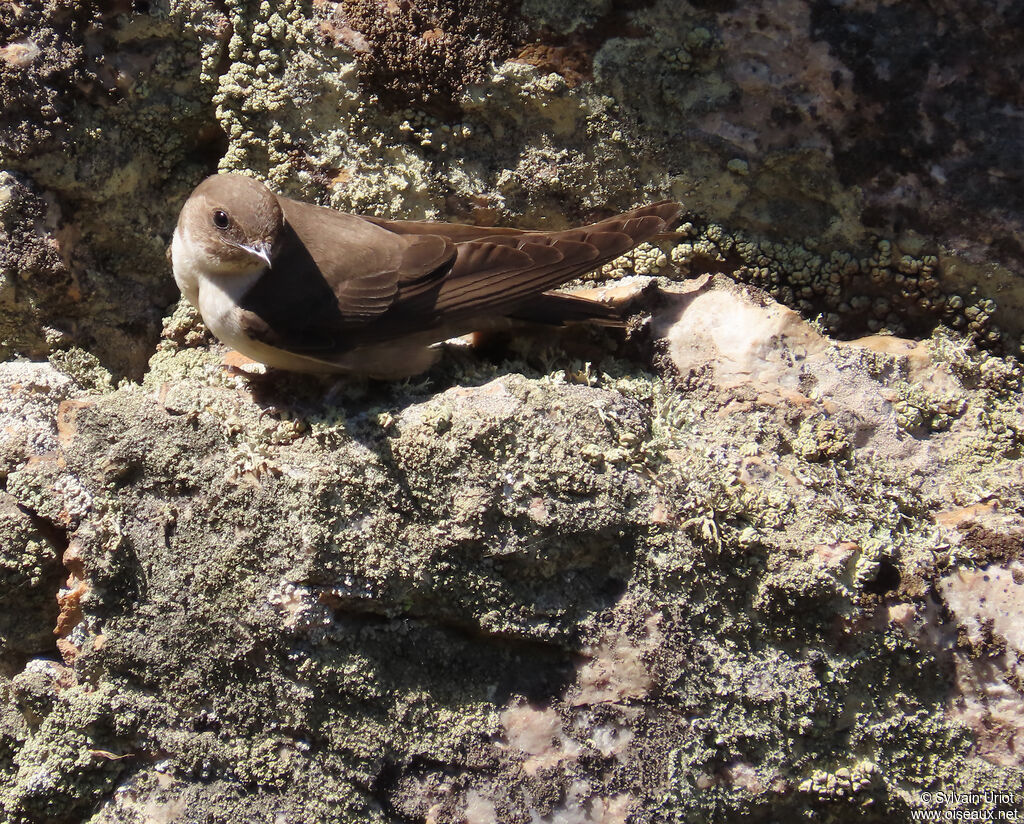 Hirondelle de rochers adulte