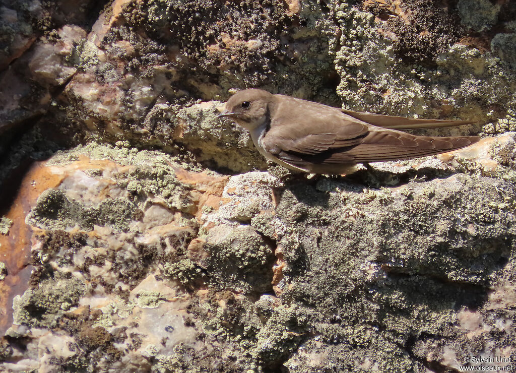 Hirondelle de rochers adulte