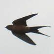 Hirondelle de Rüppell