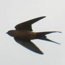 Hirondelle de Rüppell