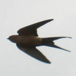 Hirondelle de Rüppell