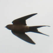 Hirondelle de Rüppell