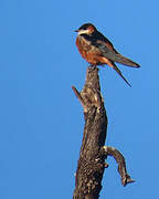 Mosque Swallow