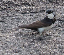 Hirondelle des torrents