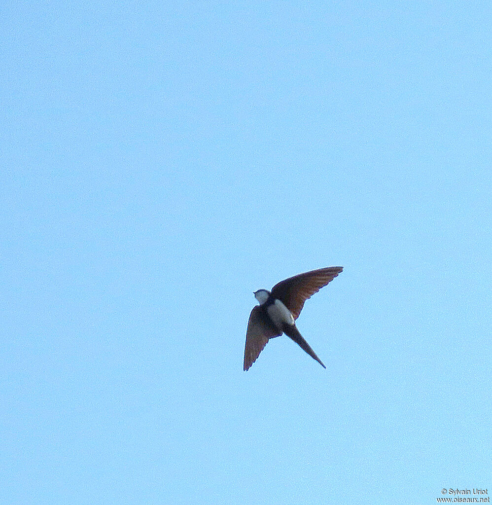 Black-collared Swallowadult