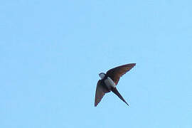 Black-collared Swallow