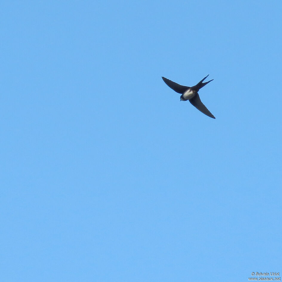 Black-collared Swallowadult