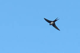 Black-collared Swallow