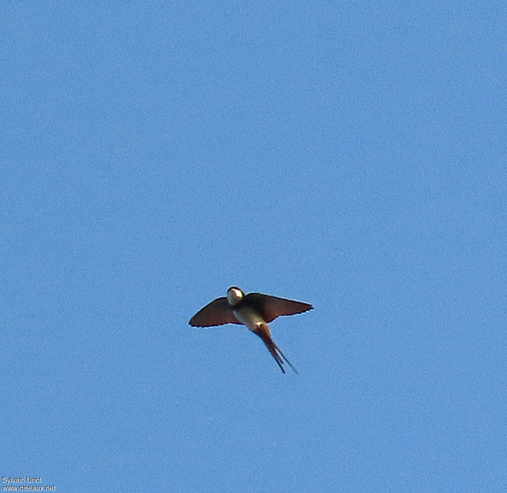 Black-collared Swallowadult, identification