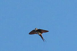 Black-collared Swallow