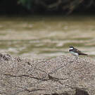 Hirondelle des torrents