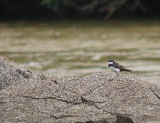 Black-collared Swallow