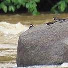 Hirondelle des torrents