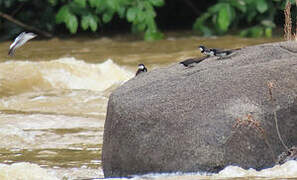 Black-collared Swallow