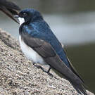 Hirondelle des torrents