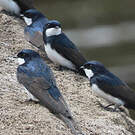 Hirondelle des torrents