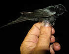 Hirondelle fanti