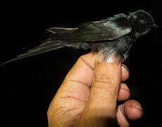 Hirondelle fanti