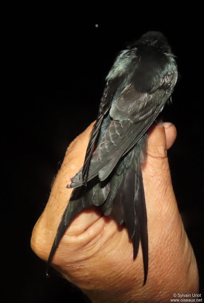 Hirondelle fantiadulte