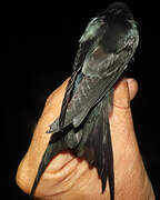 Hirondelle fanti