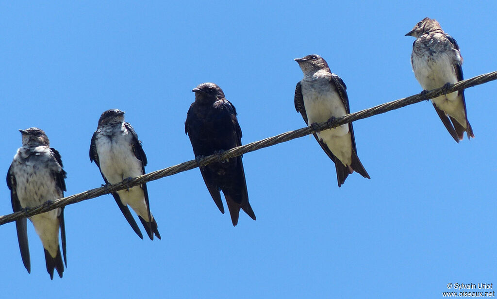 Southern Martinadult