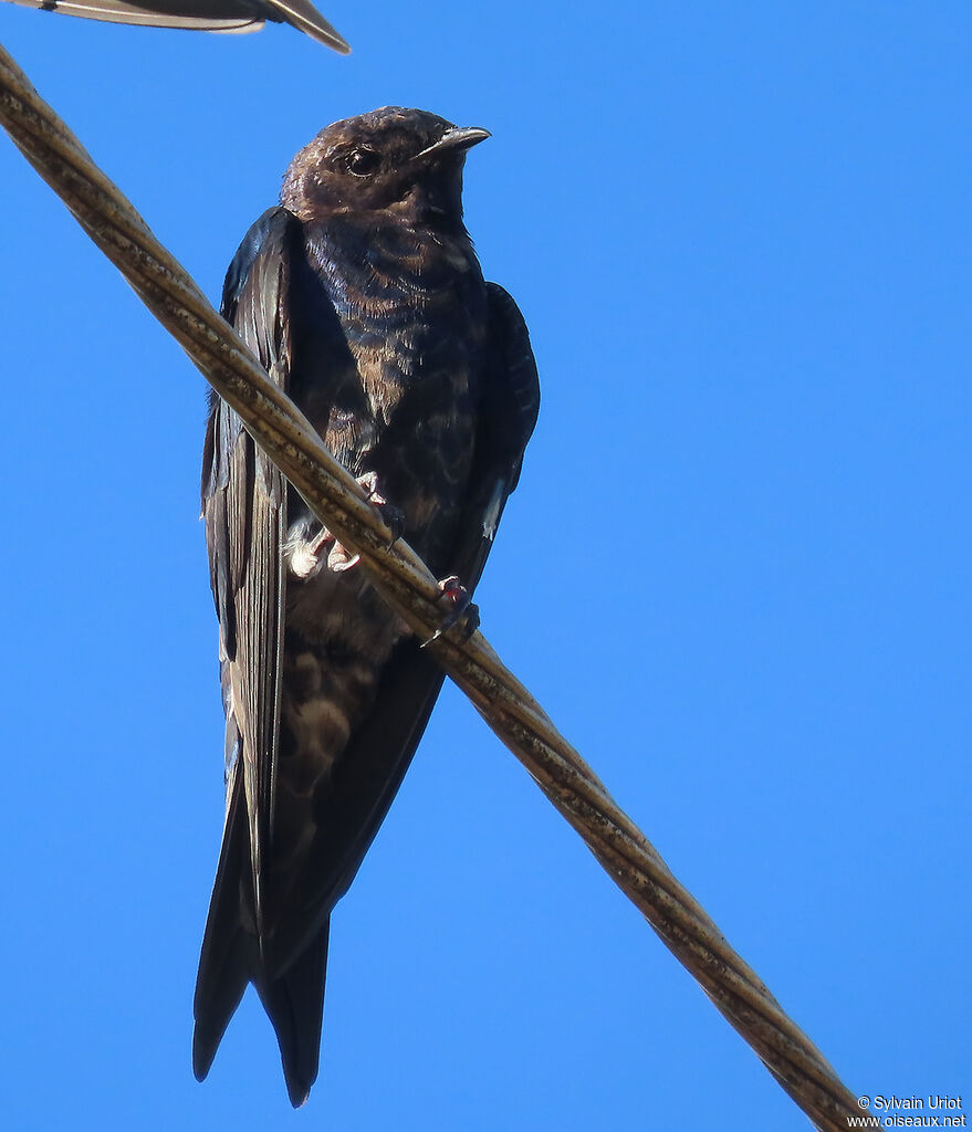 Southern Martin male immature