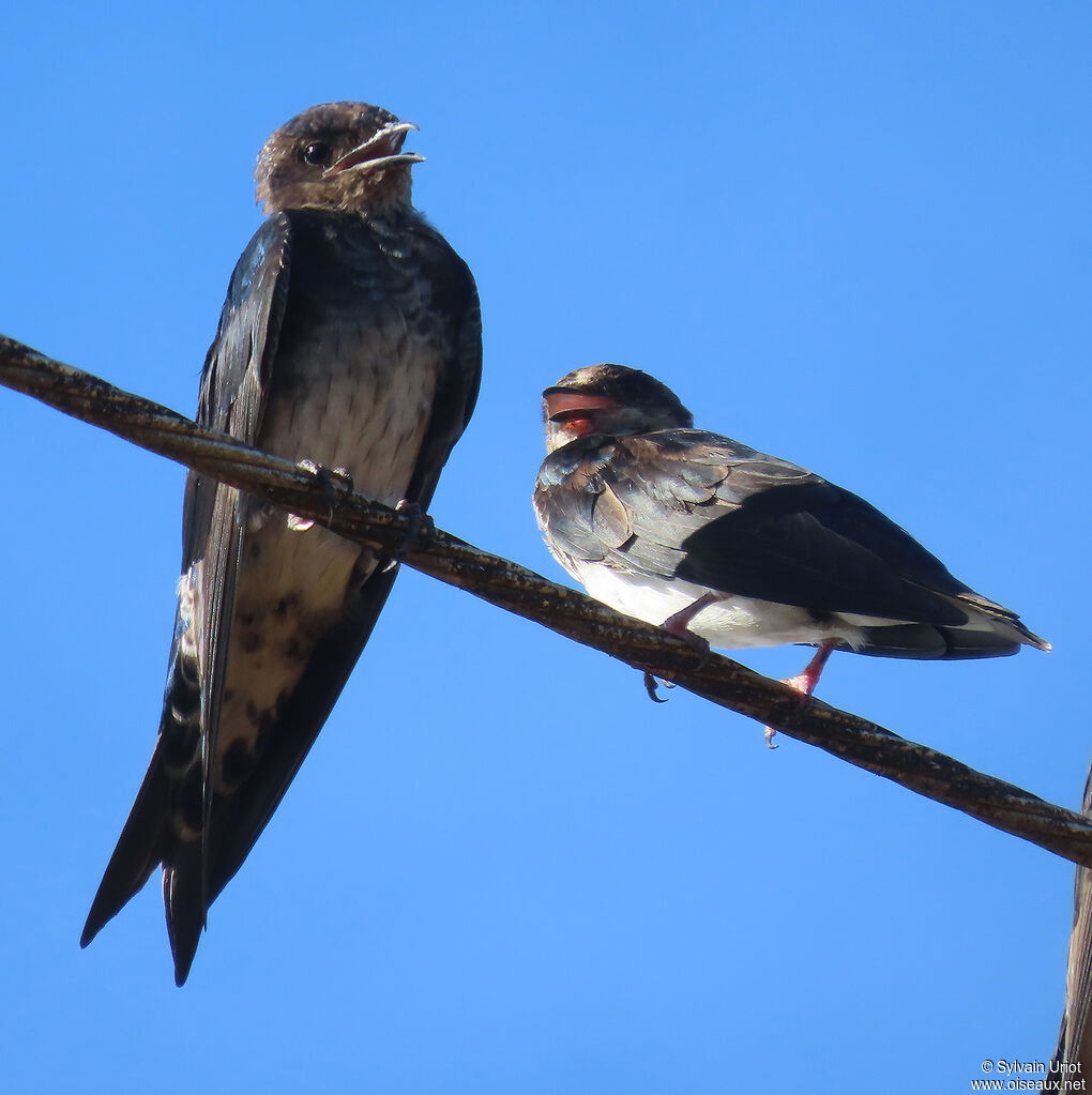 Hirondelle gracieuseimmature