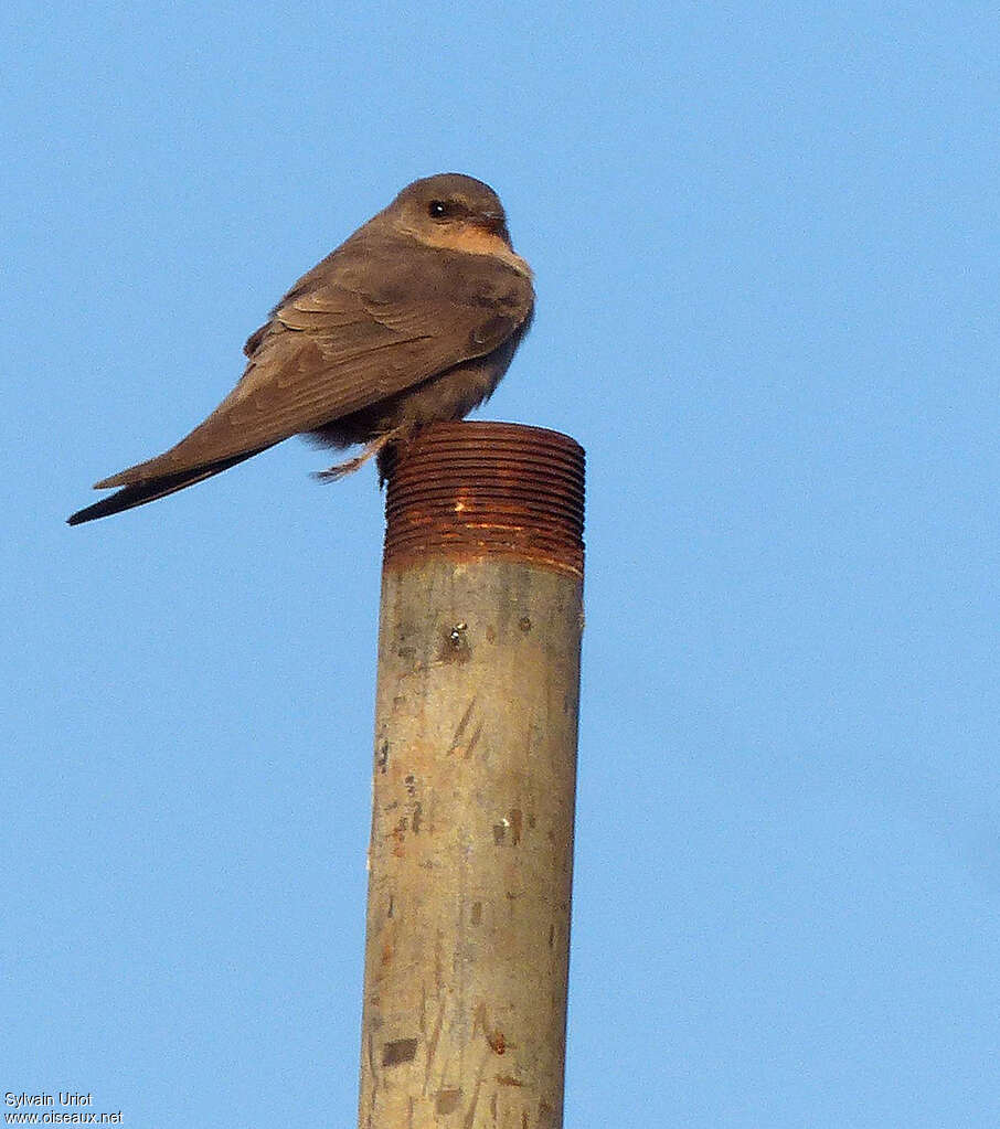 Hirondelle isabellineadulte, habitat, Comportement