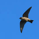 Hirondelle isabelline