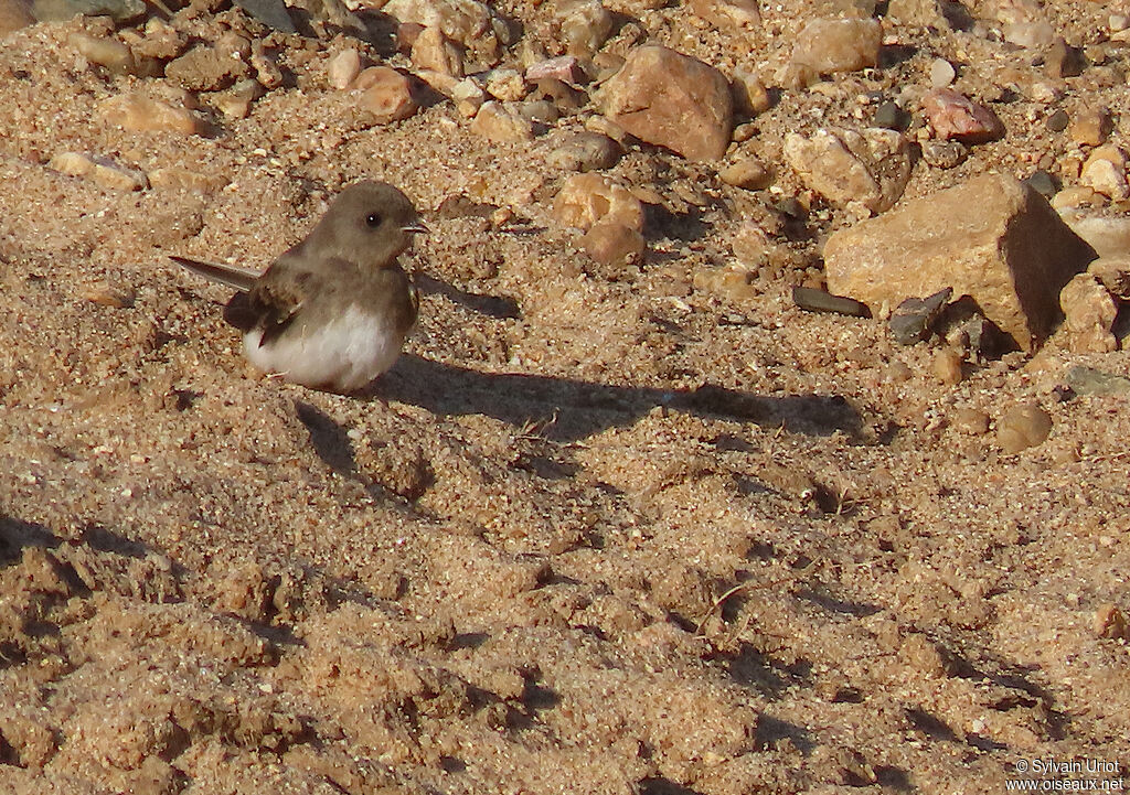 Brown-throated Martinadult