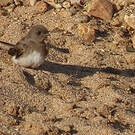Hirondelle paludicole