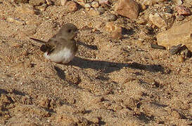 Brown-throated Martin