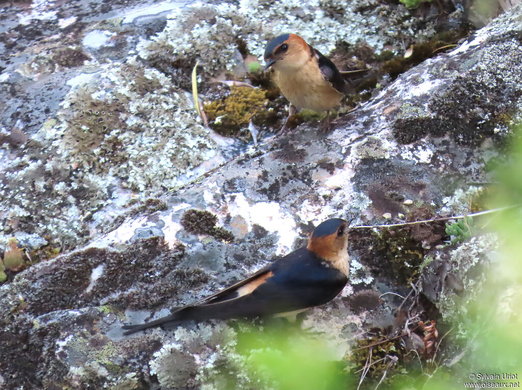 Hirondelle rousseline