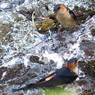 Hirondelle rousseline