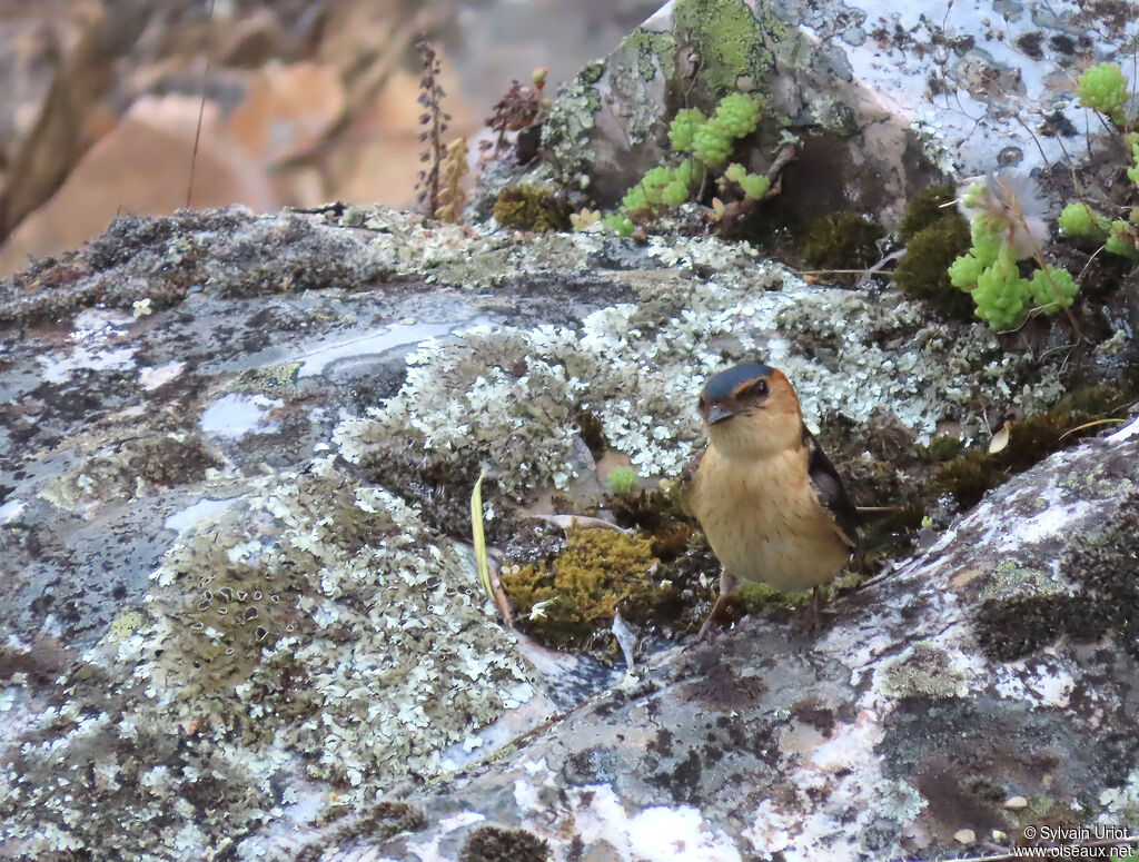Hirondelle rousseline