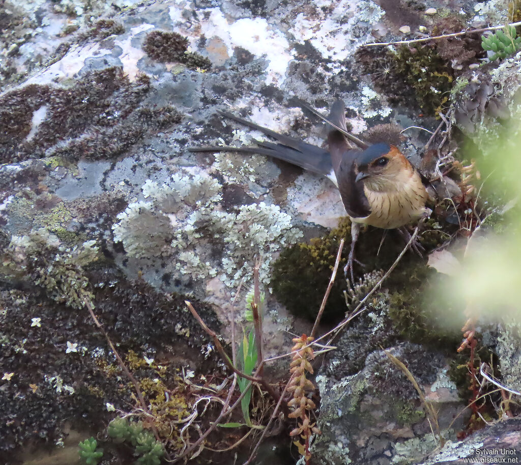 Hirondelle rousseline adulte