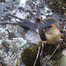 Hirondelle rousseline