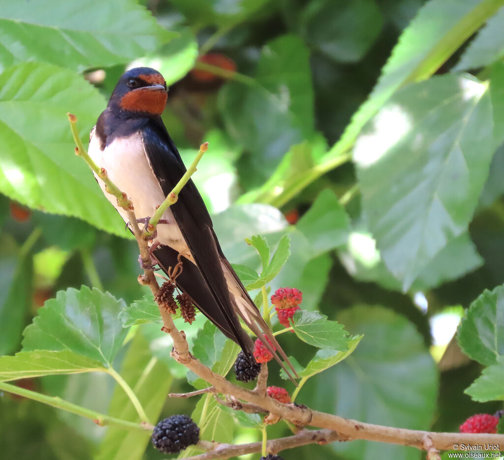 Barn Swallow adult